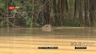 Jaguar (Panthera onca) swimming, hunting along riverbank, in the Pantanal wetlands, Brazil