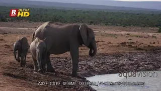 Elephant drinking with two baby elephant sniffing the air and walk around