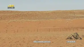 PAN ON DESERT WITH A HERD OF GOATS WALKING AND GRAZING ACROSS THE DESERT