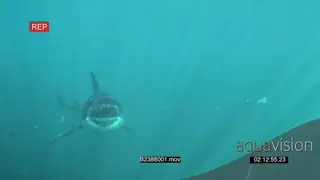 Diver in a cage filming a Great white shark gently swimming underwater in ocean and.