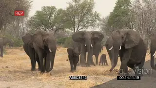 Herd of African elephants forming protective defensive behaviour around newly born baby
