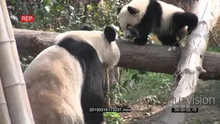 Adult Giant Panda bear walking on a tree log to fetch a Panda bear cub playing on a.