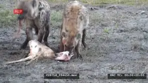 Solo Wild Dog vs Hyenas feeding on a Kill GENERAL BEHAVIOUR