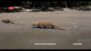 MS Tracking Reveal Komodo Dragon on ledge walking around.