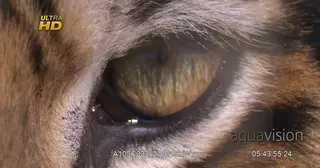 Extreme Close Up of a Tiger eye.