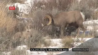 Bighorn sheep courtship mating behaviour on snowy prairie LS