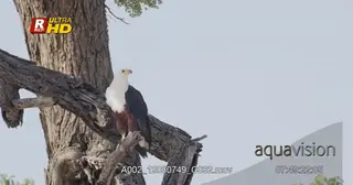 African Fish eagle perched on a tree branch and scouting from a high angle.