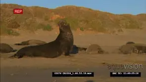 Elephant seals on beach with pups, elephant seal bull crawling across WS