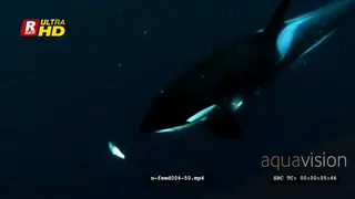 Orca Killer Whales feeding on herring schools in noway UW