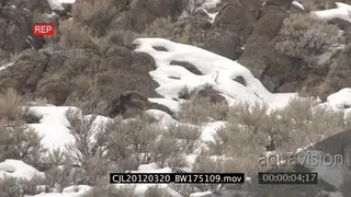 Gray Wolf walking on rocky snowy prairie LS PAN ZO