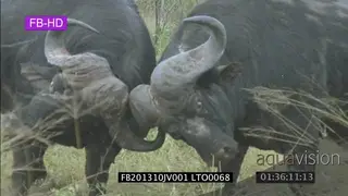 Cape buffalo bulls fighting