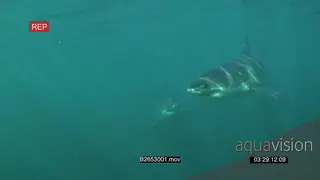 A pair of Great white sharks gently swimming underwater in ocean passing by camera.