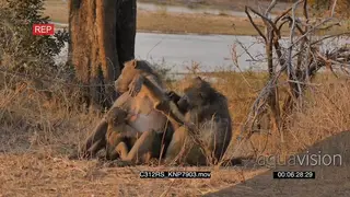 A pair of chacma baboons sitting with and infant and grooming FF DRY