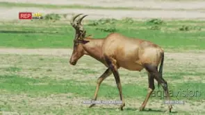 Red hartebeest walking MS