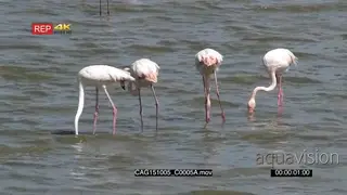 Greater Flamingo flock standing in river drinking water and fishing MWS TU WS