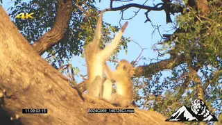 Vervet Monkeys grooming in tree LA XCU ZOOM FOCUS PULL CU MS
