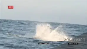 Great White Shark breach and catch Bait GENERAL BEHAVIOUR