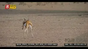 Tilt up shot from a springbok to three teenage lions on the red desert dunes