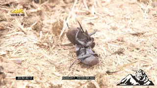 Dung beetles mating in dung, creating dung balls CU FOCUS PULL PAN ZOOM SLOW