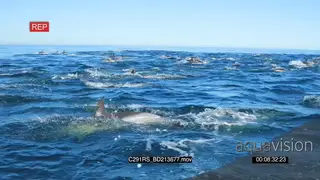 A school of common dolphins swimming and porpoising GOOD LIGHT TOPSIDE