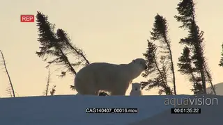 Polar Bear female emerging out of winter den with young cub scouting around investigating.