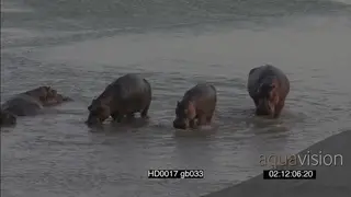Hippo pod aggressive social interaction towards each other in river