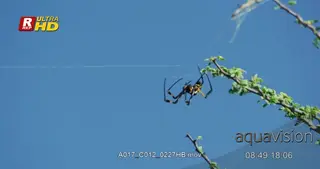 Golden Silk Orb Spider spinning, building its web, marking territory and prey catcher.
