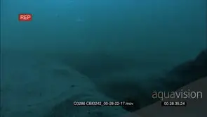 Adult Sea otter using its forelegs paws digging on sea floor searching and to locate preys.