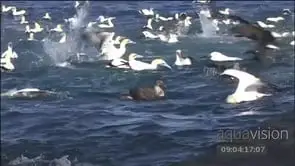 Sardine Run Cape Gannets diving into water resurfacing from underwater feeding on fish.