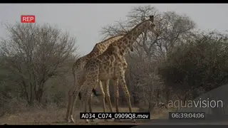 Giraffe males fighting or necking LS