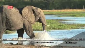 Slow motion of elephant walking into water of the Okavango Delta