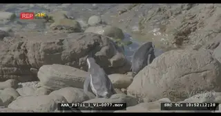 Slomo shot of penguins reaching the ocean, jumping on rocks, slipping and sliding,…