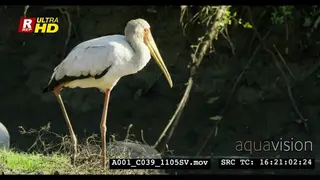 Yellow-billed stork standing on grass, looking around searching.
