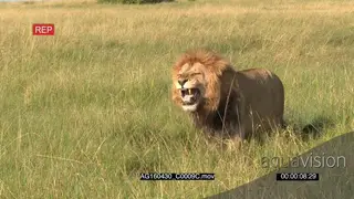 African Lion (Panthera leo) male flehming for smelling female in heat