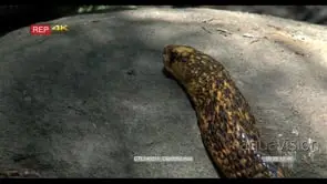 Cape cobra basking mouse foraging woodland 2S into CU