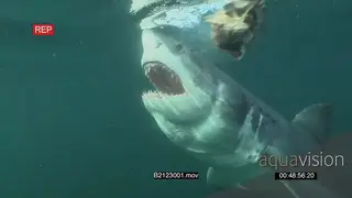 Great white shark gently swimming trying to bite the bait line and fails underwater in.