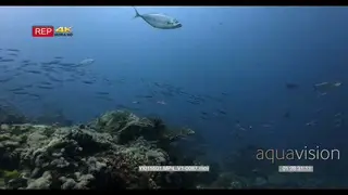 wide shot of a large school of anchovy stolephorous indicus. The sea is so thick with…