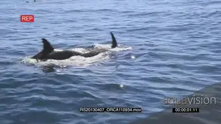A pair of Killer Orca whale hunting AmCam HAND