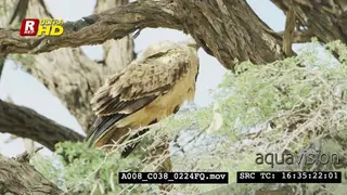 Tawny eagle preening and sitting on a tree branch looking around.