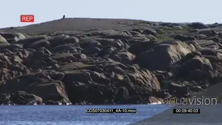 Polar bear in ocean swimming shaking head seen from a distance boulders in BG