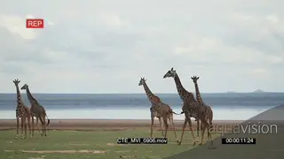 Masai Giraffe tower walking around GREEN MWS