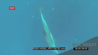 Sardine baitball fish scale remains as Common Dolphin Dusky sharks swim around hunting.
