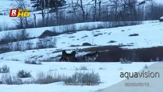 Bloody pack of Arctic wolves intimidation behaviour, looking around and running off frame.