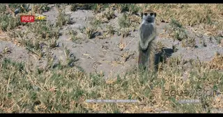 Meerkat coming out of barrow looking into and away from camera