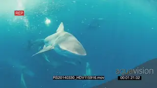 Dusky Sharks Cape Gannets Common Dolphins African Penguins around baitball shark bumps.