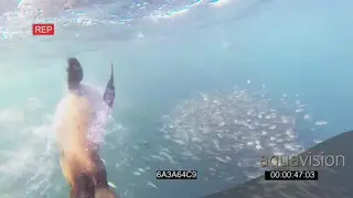 Common Dolphins Cape Fur Seals hunting feeding on Sardine bait ball UNDERWATER HANDHELD