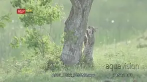 Bobcat sitting on prairie looking around then climbing tree
