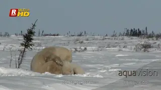 Adult female Polar Bear sitting, sleepy while her cubs feed from her.