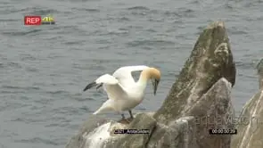 Northern Gannet on cliff overlooking the Atlantic ocean other fighting by