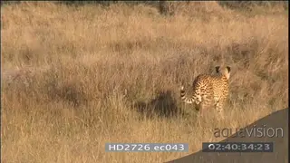 Cheetah walking across hunting chase black-backed jackal